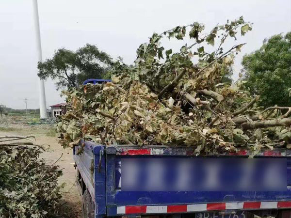 樹枝樹葉清運