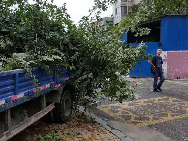 樹枝樹葉清運